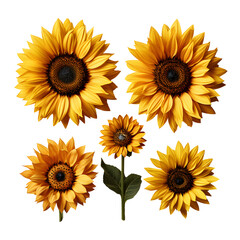 set sunflower 3d realistic on transparent background cutout, PNG file.