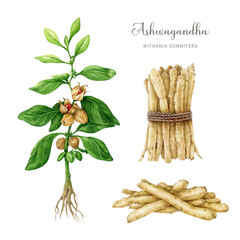 Ashwagandha plant set. Watercolor painted illustration. Withania somnifera medicinal plant, root element set. Ashwagandha herb stem with leaves and root pile and bunch. Isolated on white background. © anitapol