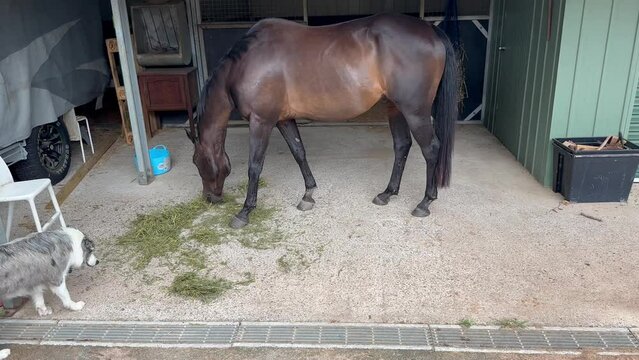 Brown stallion horse with Collie dog as horse eats hay on farm in Australia