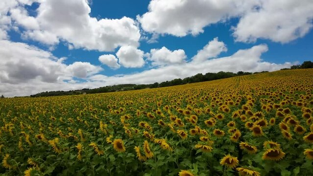 FPV drone flies very close to a sunflower field. Low-altitude flight, almost touching the sunflowers, an image of speed and vertigo