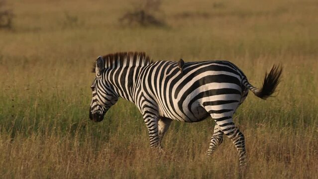 A lone zebra walking through the grasslands of Africa.
