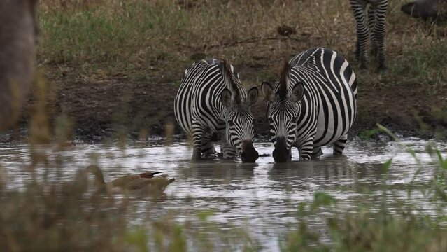 Two zebras drinking and standing in water in Uganda, Africa