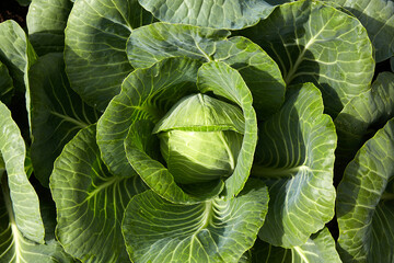 White cabbage grows in the garden. Organic vegetable garden, vegetable harvest. Top view.