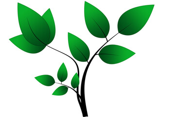 green leaf illustration