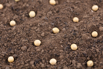 Soy bean seeds covering the soil