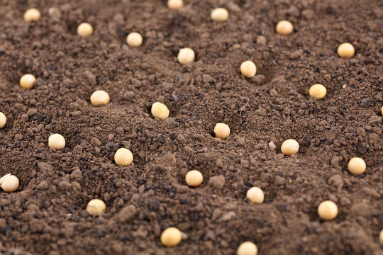 Soy bean seeds covering the soil