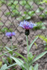 Purple flower head of spotted knapweed plant, Centaurea stoebe - obrazy, fototapety, plakaty