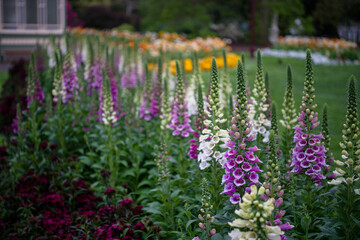 purple and white flowers, in Ballarat Botanical garden