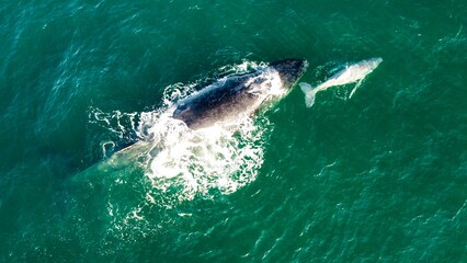 Fototapeta premium Humpback Whale and Calf