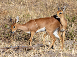Ein Paar Steinböckchen in der Buschsavanne des Okavango Deltas