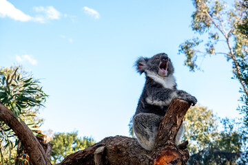 Yawning koala on a tree branch.  © Sarah