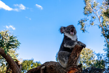 Yawning koala on a tree branch in Australia © Sarah