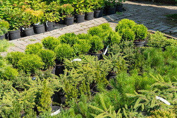 Fototapeta na wymiar Garden store center with many young coniferous plants. Evergreen bushes and plants in pots in the open air, plants in the garden center.
