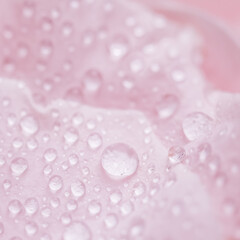 Background of pink rose petals with dew drops. Bokeh with light reflection. Macro blurred natural backdrop