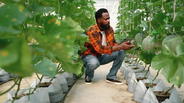 African american farmer checking melon fruit in greenhouse, organic food concept
