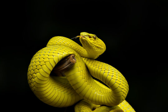 snake in the ground