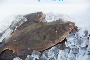 マガレイ　Pseudopleuronectes herzensteini　Flatfish
