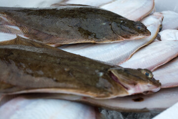 マガレイ　Pseudopleuronectes herzensteini　Flatfish
