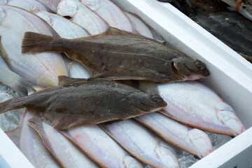 マガレイ　Pseudopleuronectes herzensteini　Flatfish
