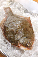 マガレイ　Pseudopleuronectes herzensteini　Flatfish
