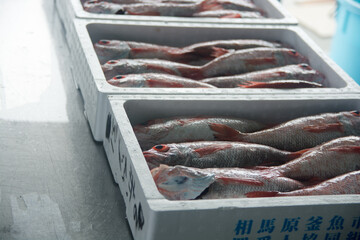 のどぐろ　アカムツ