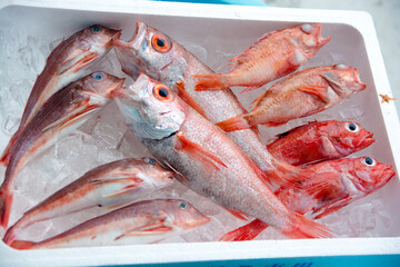 のどぐろ　アカムツ