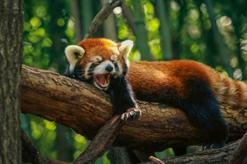 Gardinen Panda Yawning Red Panda in Zoo  © Danish