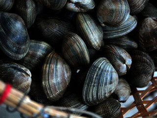 あさり　浅利　アサリ　clams　Ruditapes philippinarum
