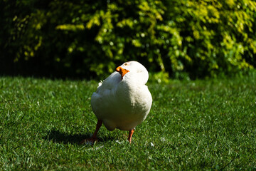 A domestic goose is on the grass in the park