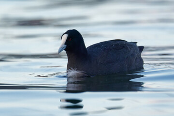 Eurasian coot in a blue lake on a beautiful morning
