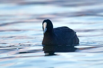 Eurasian coot in a blue lake on a beautiful morning