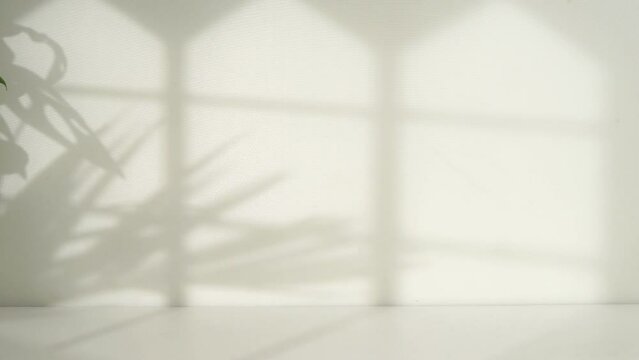 empty white room with window and leaf shadow