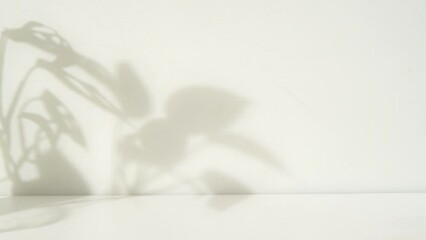 minimalist plant shadow animation background