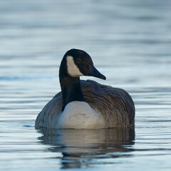 A Canada Goose in a blue lake on a beautiful morning