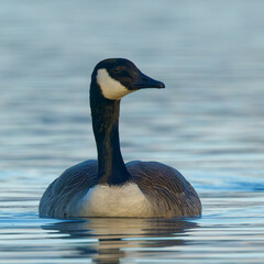 A Canada Goose in a blue lake on a beautiful morning