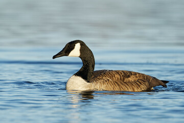 A Canada Goose in a blue lake on a beautiful morning