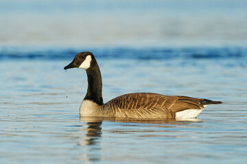 A Canada Goose in a blue lake on a beautiful morning