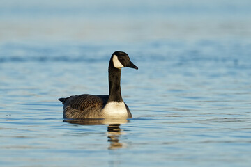 A Canada Goose in a blue lake on a beautiful morning