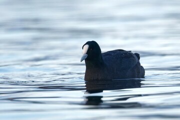 Eurasian coot in a blue lake on a beautiful morning