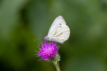 Grünader-Weißling (Pieris napi)