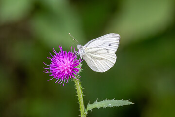 Grünader-Weißling (Pieris napi)