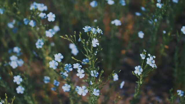 This stock video shows a field blooming with blue, delicate flax flowers. This video will decorate your projects related to nature, agriculture, oilseeds, flax, flowers, blooming fields.