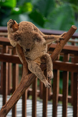 Sleeping koala on a tree branch