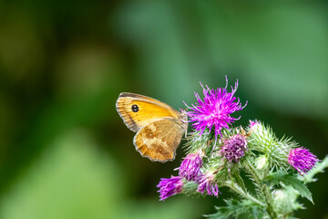 Rotbraunes Ochsenauge (Pyronia tithonus)