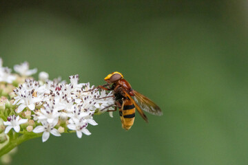 Hornissenschwebfliege (Volucella zonaria), auch Große Waldschwebfliege, Riesen-Hummelschwebfliege...