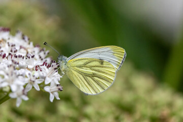 Grünader-Weißling (Pieris napi)