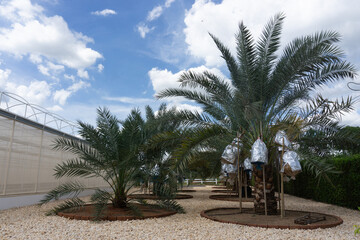 The Date palm tree growing fruit with covering protection on the white gravel beside the green house agricultural farm