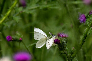 Kleiner Kohlweißling (Pieris rapae)
