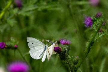 Kleiner Kohlweißling (Pieris rapae)
