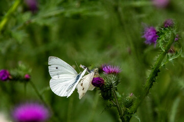 Kleiner Kohlweißling (Pieris rapae)
